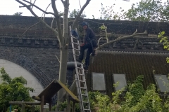 Common-Ash-30-Guernsey-Grove-SE24-060515-after