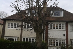 Copper-Beech-39-Prentis-Road-SW16-240413-after-e1459756527344