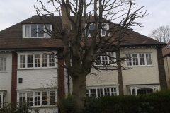 Copper-Beech-39-Prentis-Road-SW16-240413-after-e1459762046618