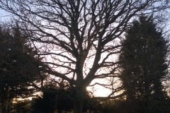 English-Oak-18-Lancaster-Avenue-SE27-151214-before