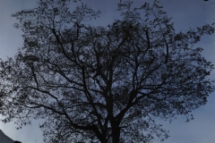 False-Acacia-9-Rockwell-Gardens-SE19-091115-before
