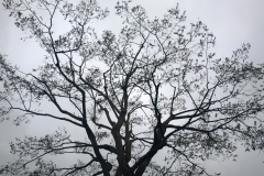 False-Acacia-9-Rockwell-Gardens-SE19-101115-after