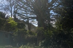 Hornbeam-122-Ferndene-Road-SE24-160415-after