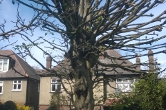 Hornbeam-122-Ferndene-Road-SE24-160415-after2