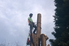 Leylandii-216-Camberwell-New-Road-SE5-270315-during