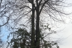 Lime-8a-Abbeville-Road-SW4-090215-before