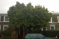 Magnolia-74-Claylands-Road-SE11-141014-before-1