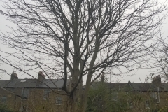 Norway-Maple-130-Winston-Road-N16-111215-before