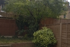 Prunus-domestica-31-Jennings-Road-SE22-210515-after