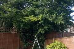 Prunus-domestica-31-Jennings-Road-SE22-210515-before