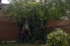 Prunus-domestica-31-Jennings-Road-SE22-210515-during
