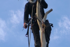 Robert-at-the-top-anchor-point-of-a-eucalyptus-e1459757129630