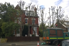 Row-of-limes-1-Warminster-Road-SE25-230715-after-1