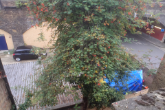 Rowan Tree Before