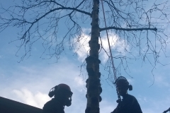Rowan Tree after Crown Thinning