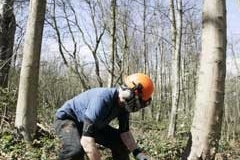 Tree-1