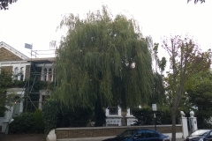 Willow-22-Wimbledon-Park-Road-SW19-150915-before