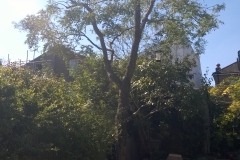 unidentified-exotic-tree-44-Selsdon-Road-SE27-100915-after